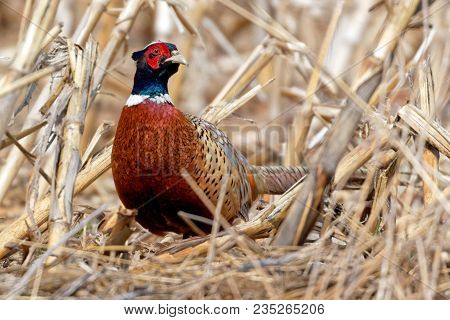 A Watchful Ring-necked Pheasant (phasianus Colchicus) Hiding In A Field Of Corn Stubble.