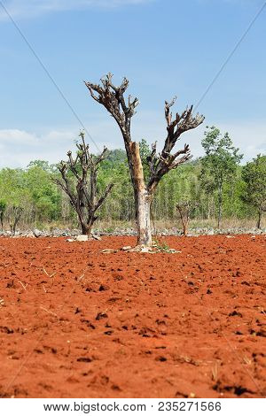 The Destruction Of Forests For Shifting Cultivation In Thailand