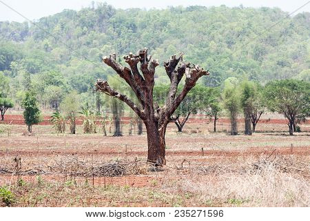 The Destruction Of Forests For Shifting Cultivation In Thailand.