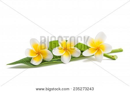 Frangipani Flowers With Leaves Isolated On White