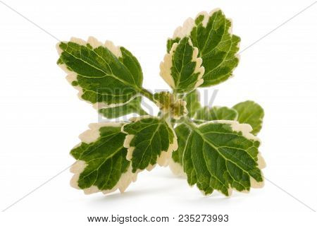 Incense Plants (plectranthus Coleoides ) Isolated On White