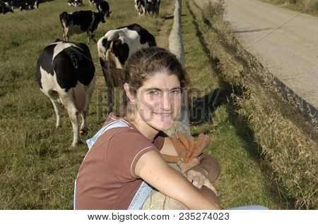 Farmer Sitting On A Fence And Behind Her Herd Of Cows
