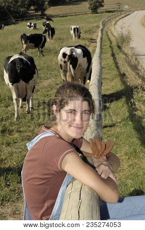 Farmer Sitting On A Fence And Behind Her Herd Of Cows