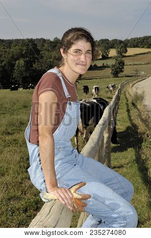 Farmer Sitting On A Fence And Behind Her Herd Of Cows