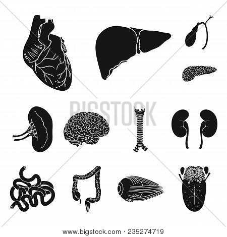 Human Organs Black Icons In Set Collection For Design. Anatomy And Internal Organs Vector Symbol Sto