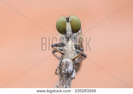 Super Macro Robber Fly With Prey Perching On Treetop