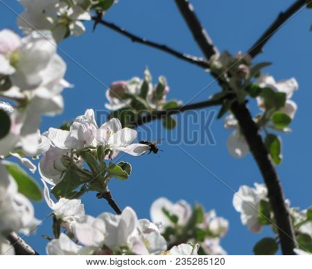 Bee On Apple Blossoms, Branches Of A Spring Apple Tree Against A Clear Blue Sky