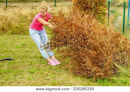Woman Gardener Removing Withered Dried Thuja Tree From Her Backyard. Yard Work Around The House