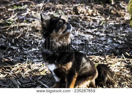 Chihuahua Dog Sitting In The Spring Garden