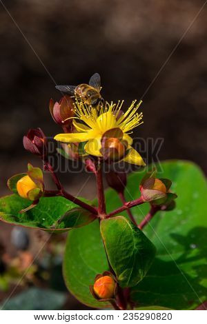 A Honey Bee (or Honeybee) Is Looking For Pollen In A Yellow Blooming Flower.