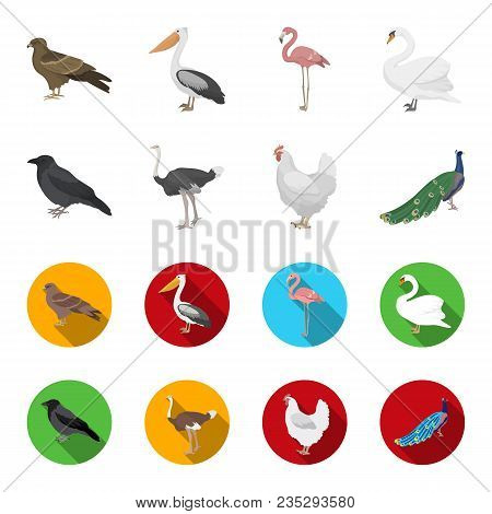 Crow, Ostrich, Chicken, Peacock. Birds Set Collection Icons In Cartoon, Flat Style Vector Symbol Sto