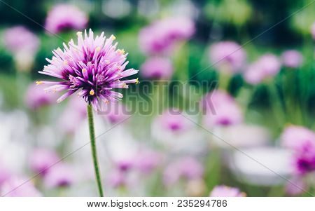 Close Up Of Gomphrena Globosa Or Fireworks Flower A Beautiful Pink Small Flower In Meadow With Sunse