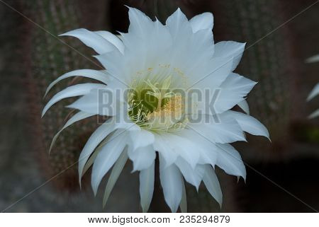 Beautiful White Flower Showing Petals And Stamens