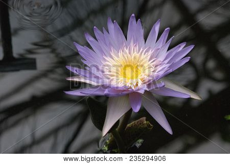 Beautiful Water Lily In A Lily Pond
