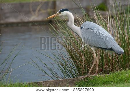 Heron Hunting For Food In The Pond Below