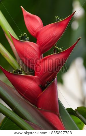 Red Flower And Its Green Leaves In Summer