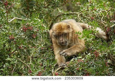 Close Up Of The Barbary Macaque Monkey Of Gibraltar.