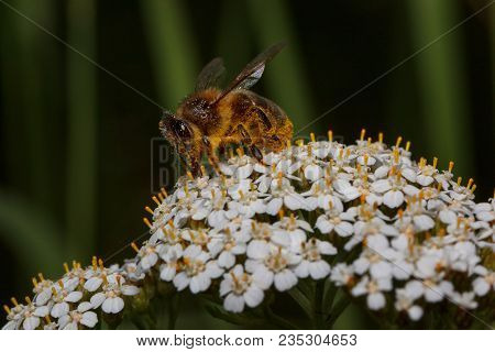 Honey-bee Is Gathering Nectar From A Yarrow Flowers. Animals In Wildlife. Sunny Summer Day.