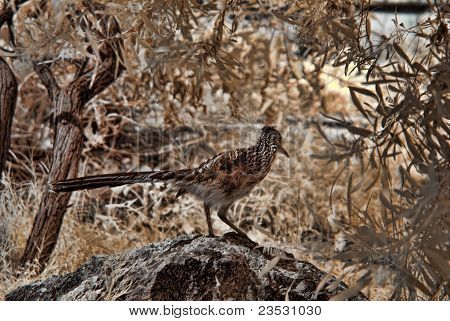 Roadrunner