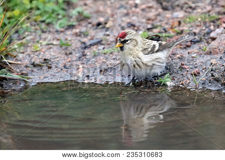 Common Redpoll Is Small Red Eyed Bird