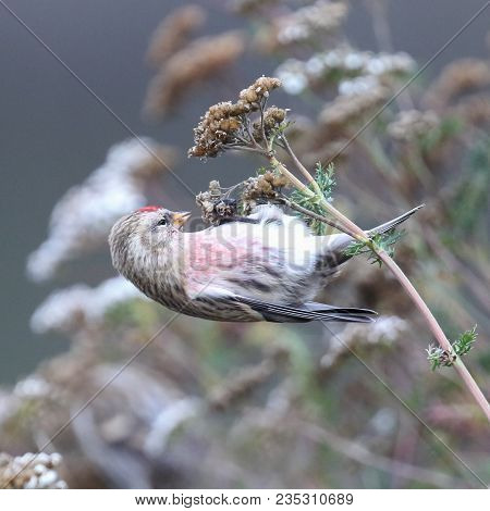 Common Redpoll Is Small Red Eyed Bird