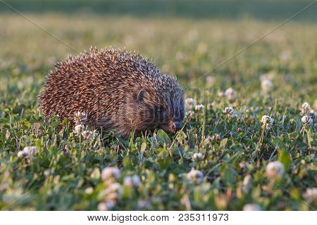 European Hedgehog On Green Grass With Blurred Green Background.
