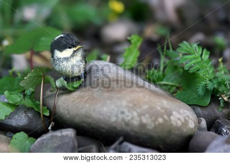 Fledgling Is Sitting On A Stone Among The Green Foliage