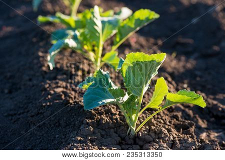 The Cabbage Grows On The Ground. Young Cabbage. Cabbage