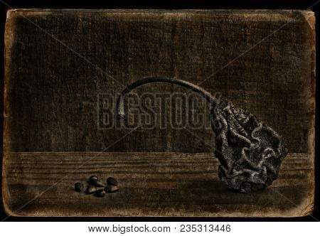 Old Dry Wrinkled Pear With Ossicles On The Flat Surface. Sepia