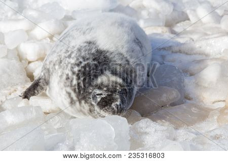 Sea Calf Baby Rest On The Ice On The Baltic Sea Coast