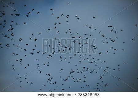 Migratory Birds Concept. Black Birds Or Crows In Dark Sky. Many Small Birds Fly High In Gloomy Fall 