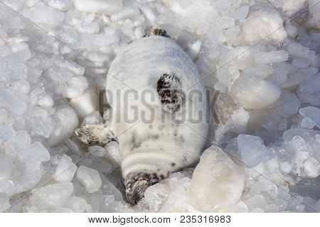 Sea Calf Baby Rest On The Ice On The Baltic Sea Coast
