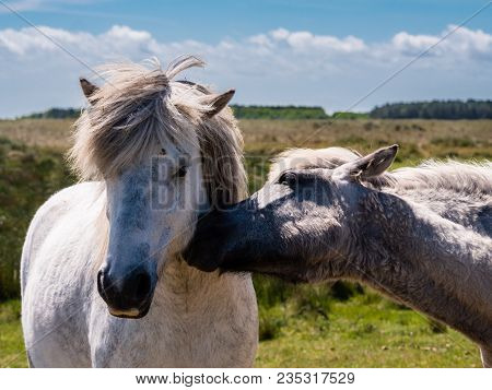 Two Horses Being Friendly In Nature Reserve Of Dutch Wadden Island Of Ameland, Netherlands