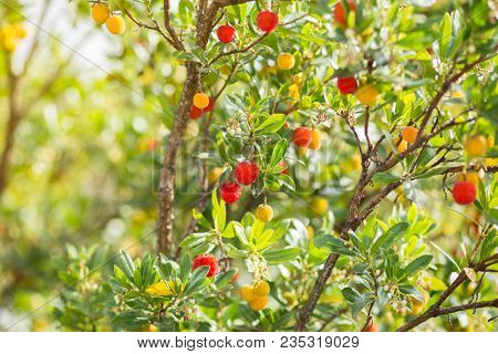 Strawberry tree, Arbutus. 