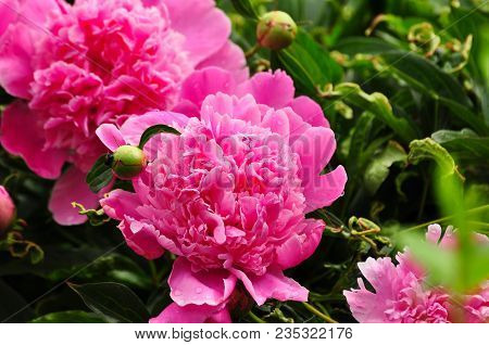 Beautiful Pink Peony Bloom In The Garden