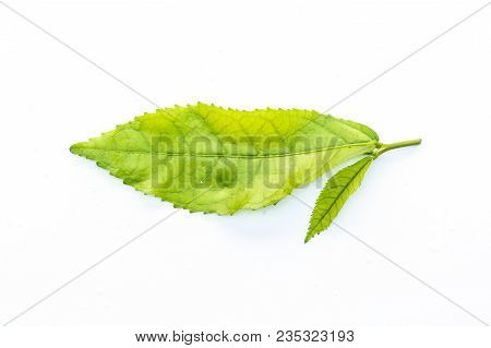 Siamese Rough Bush, Tooth Brush Tree Or Streblus Asper Lour Leaf On White Background Top View.