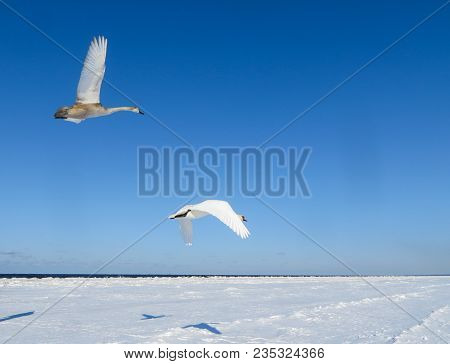 Freezing On The Ice Of The Riga Bay Swans In The Winter Of 2018.