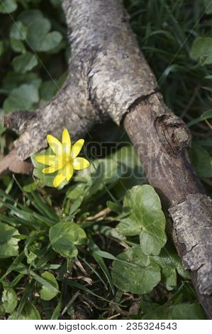 Spring Yellow Flowers In The Forest - Flowering Pilewort, Lesser Celandine, Ranunculus Ficaria