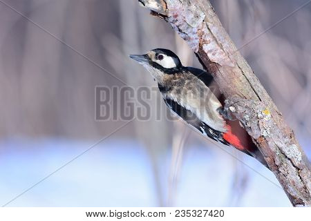 Great Spotted Woodpecker (dendrocopos Major) Hangs On A Branch (he Stained His Chest In A Hollow Whe