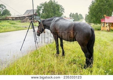 Black Country Horse Sniffing The Tripod For The Camera. Village Visim, Sverdlovsk Region, Ural, Russ