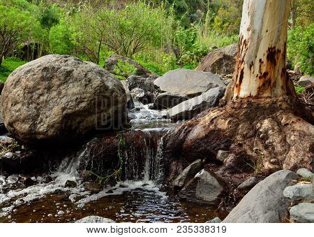 Ravine With Natural Water, Eucalyptus Root And Large Stones, Valsequillo, Gran Canaria