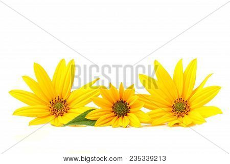 Jerusalem Artichoke.yellow Topinambur Flowers On A White Background Closeup.