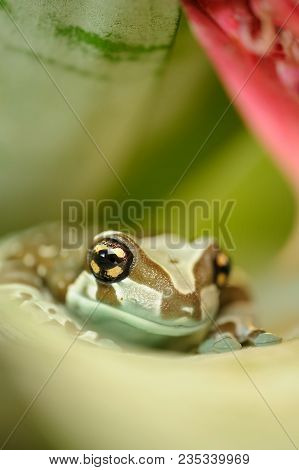 Amazon Milk Frog From Front On Flower Leaf. Rainforest Wildlife Nature Animal.