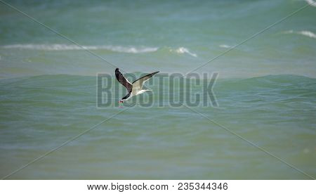 Black Skimmer Tern Rynchops Niger