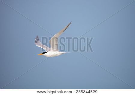 Lesser Tern Sternula Antillarum Flies