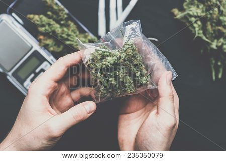 The Man Twists The Canth From Fresh Marijuana