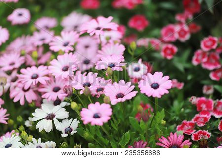 A Diasy Flower In Garden At Spring Time