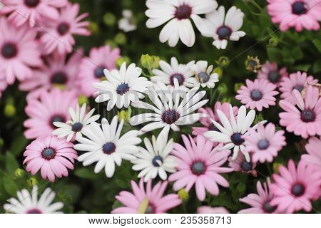A Diasy Flower In Garden At Spring Time