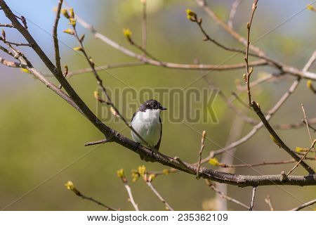 Flycatcher In The Spring On A Tree Branch (ficedula Hypoleuca)