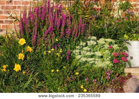 Perennial Plants Like Purpel Loosestrife In A Flowerbed.